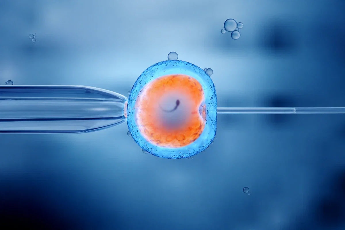 Microscopic illustration of a human egg cell during IVF, representing oocyte health and mitochondrial energy